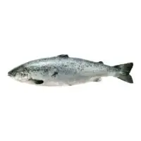 Saumon Asc Entier Vide Et Ecaille Filiere Qualite Carrefour