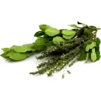 Thym Laurier