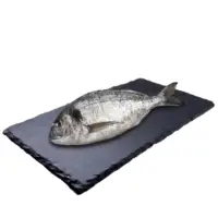 Daurade Grise Cotiere