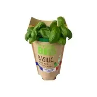 Basilic En Pot Bio