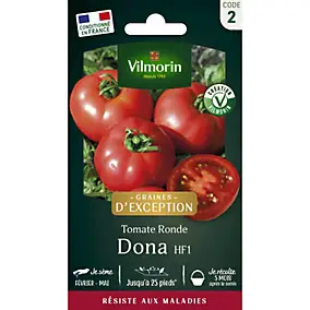 Graines tomate ronde variété Dona HF1 Vilmorin