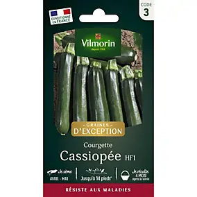 Graines courgettes variété Cassiopée HF1 Vilmorin