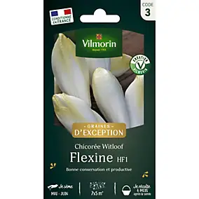 Graines de chicorée variété Witloof flexine HF1 Vilmorin