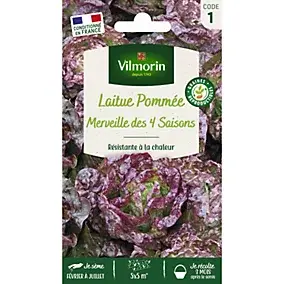 Graines laitue variété Pommée merveille des 4 saison Vilmorin