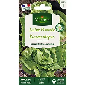 Graines de laitue variété Pommée kinemontepas Vilmorin