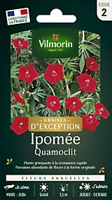 Graines d'Ipomée Quamoclit Vilmorin floraison grimpante