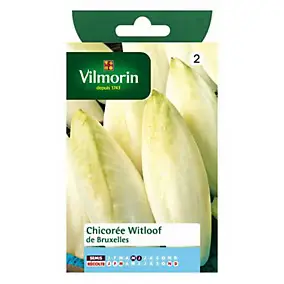 Graines de chicorée variété "Witloof de Bruxelles" Vilmorin semis de mai à juin