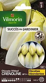 Graines de chicorée variété "Witloof Crenoline HF1" Vilmorin semis de mai à juin