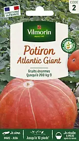 Graines de potiron variété "Atlantic Giant" Vilmorin semis de mars à mai
