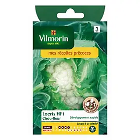 Graines de chou-fleur variété "Locris HF1" Vilmorin semis de mars à juin