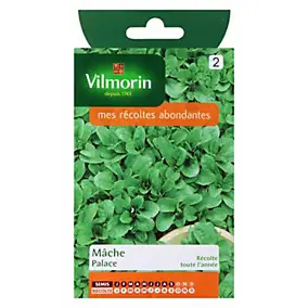 Graines de mâche variété "Palace" Vilmorin semis de janvier à septembre