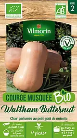 Graines de courge bio variété "Waltham Butternut" Vilmorin semis de mars à mai