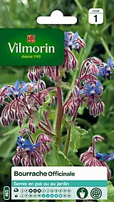 Graines de Bourrache Officinale Vilmorin