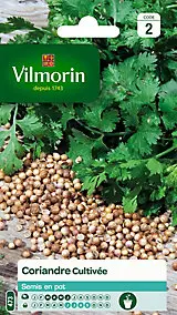 Graines de coriande variété "Cultivée" Vilmorin semis de mars à juin