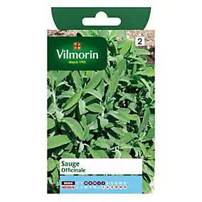 Graines de sauge variété "Officinale" Vilmorin semis de mars à juillet