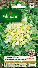 Graines de chicorée géante variété "Maraîchère race Salanca" Vilmorin semis de juillet à septembre