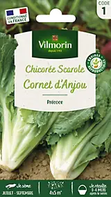Graines de chicorée variété "Cornet d'Anjou" Vilmorin semis de juillet à août