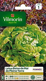 Graines de laitue variété "Reine de mai de pleine terre" Vilmorin semis de février à mars