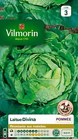Graines de laitue variété "Divina" Vilmorin semis de février à août