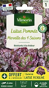 Graines de laitue variété "Merveille des quatre saisons" Vilmorin semis de février à juillet