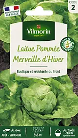 Graines de laitue variété "Merveille d'hiver" Vilmorin semis de août à septembre