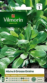 Graines de mâche variété "Grosse graine" Vilmorin semis d'août à septembre