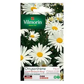Graines Chrysanthème des Près Grande Marguerite Margo