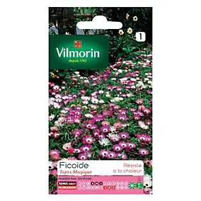 Graines de Ficoïde Tapis Magique Vilmorin
