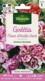 Graines de Godetia Double à Fleur Azalée Varié Vilmorin