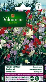 Graines de Pois de Senteur Galaxie Varié Vilmorin