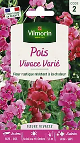 Graines de Pois Vivace Varié Vilmorin