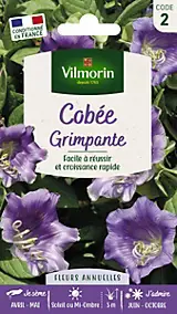 Graines de fleurs cobée grimpante Vilmorin