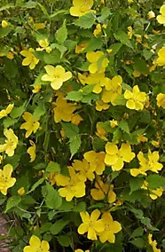 Kerria Japonica Hotival Diffusion en pot
