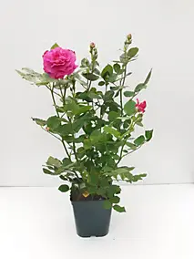 Rosier buisson boutons pot de 5 litres