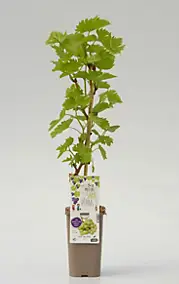 Arbuste fruitier vigne Exalta P1 5L Cerdys - 1 pot