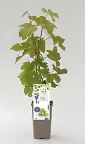 Arbuste fruitier Centennial Seedless Cerdys - 1 pot