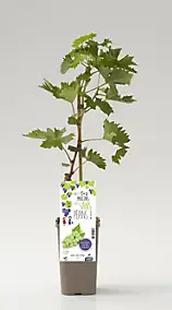 Arbuste fruitier vigne Danuta P1 5L Cerdys - 1 pot