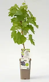 Arbuste fruitier vigne Alvina P1 5L Cerdys - 1 pot