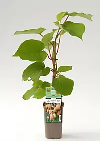 Arbuste fruitier kiwi Herma Cerdys - 1 pot