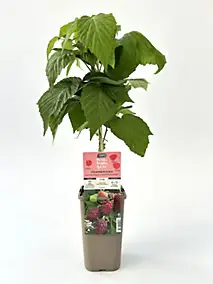 Arbuste fruitier framboisier Happy star P1 5L Cerdys - 1 pot