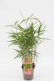 Bambou metake Pseudosasa japonica Cerdys