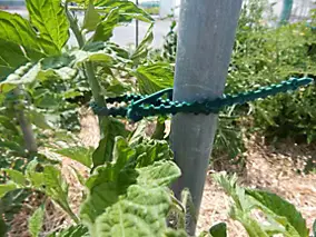 Lien cranté L. 23 cm Jany vendu par 20 pièces