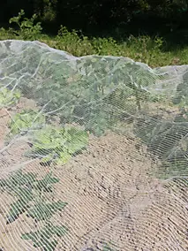 Filet anti-insectes transparent 2 x 6 m Jany