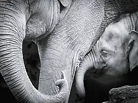 Affiche éléphants noir et blanc 60 x 80 cm