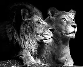 Affiche lion et lionne Dada Art l.40 x H.50 cm