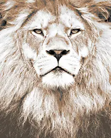 Affiche portrait Lion Dada Art L.40 x l.30 cm