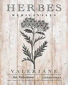 Affiche herbes médicinales valériane Dada Art l.24 x H.30 cm