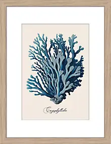 Image encadrée Caryphylliidae Dada Art en bois 30x40 cm