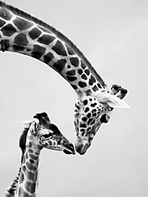 Affiche girafe, animaux, savane, Afrique l.60 x H.80 cm noir et blanc