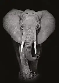 Affiche éléphant noir et blanc L.50 x H.70cm Dada Art